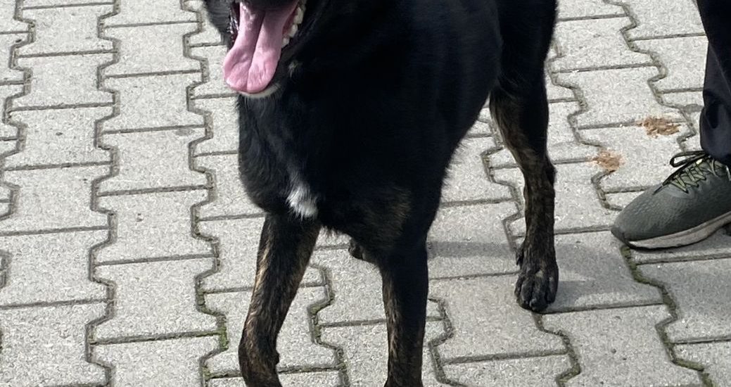 czarny pies znaleziony w Rzeszowie na ul. Orzechowej, średniej wielkości, samiec