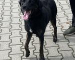 czarny pies znaleziony w Rzeszowie na ul. Orzechowej, średniej wielkości, samiec