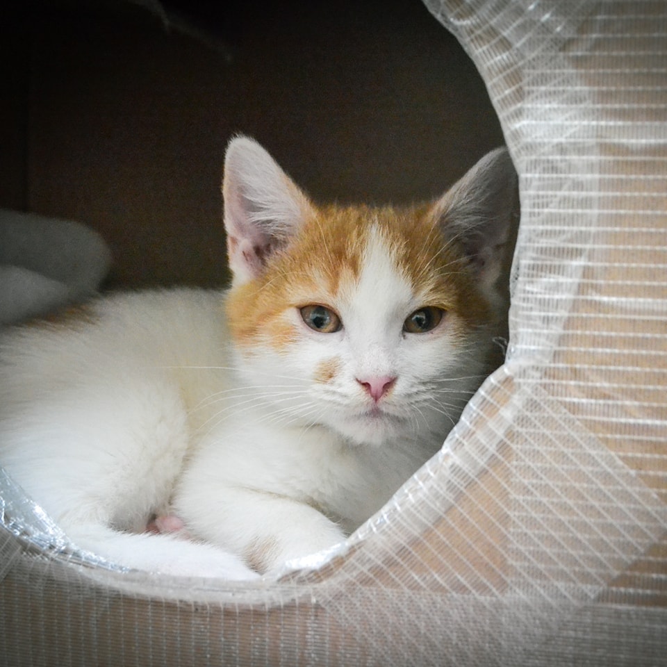 Ginger