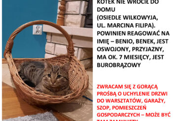 Zaginął kot – os. Wilkowyja