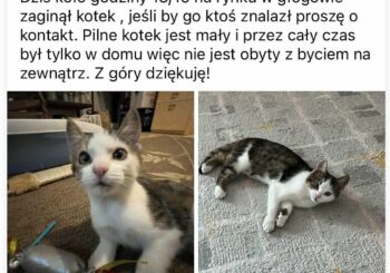 Głogów Młp., zaginęła kotka