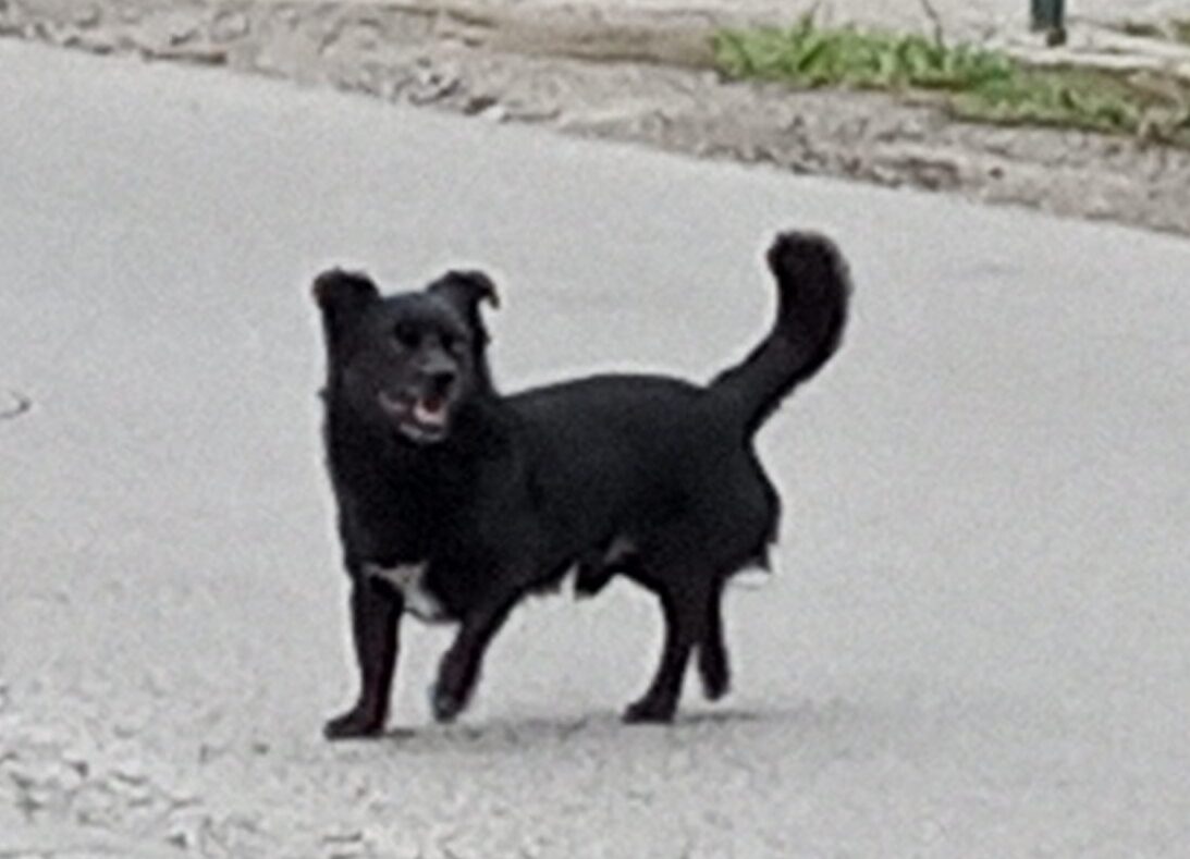 Pies znaleziony na ul. Jazowej w Rzeszowie